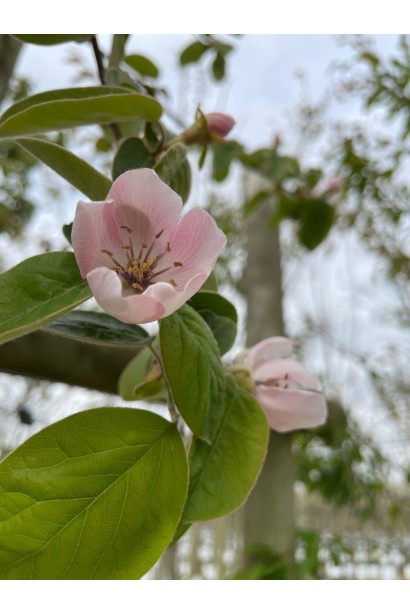Квітуча айва грушевидна Румо навесні